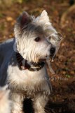 Terrier - West Highland White