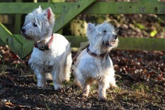Terrier - West Highland White