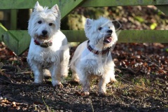 Terrier - West Highland White
