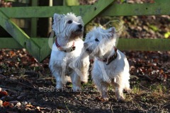 Terrier - West Highland White