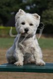 Terrier - West Highland White