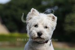 Terrier - West Highland White