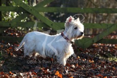 Terrier - West Highland White