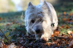 Terrier - West Highland White
