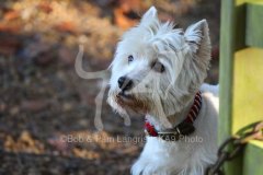 Terrier - West Highland White