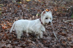 Terrier - West Highland White