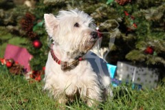 Terrier - West Highland White