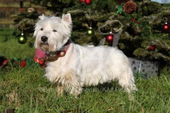 Terrier - West Highland White