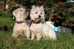 Terrier - West Highland White