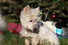 Terrier - West Highland White