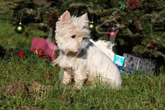 Terrier - West Highland White