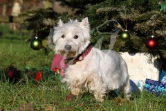 Terrier - West Highland White