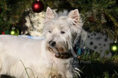 Terrier - West Highland White