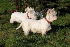 Terrier - West Highland White