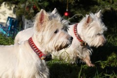 Terrier - West Highland White