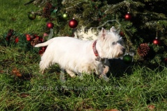 Terrier - West Highland White