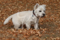 Terrier - West Highland White