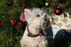 Terrier - West Highland White