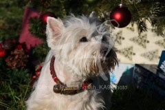 Terrier - West Highland White