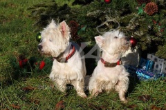 Terrier - West Highland White