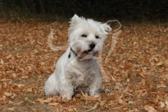 Terrier - West Highland White