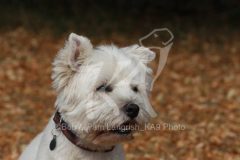 Terrier - West Highland White