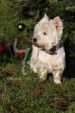 Terrier - West Highland White