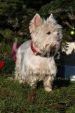 Terrier - West Highland White