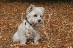 Terrier - West Highland White