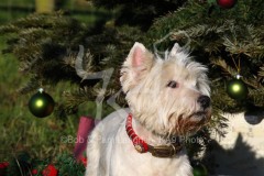 Terrier - West Highland White