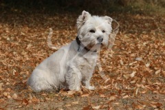 Terrier - West Highland White