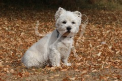 Terrier - West Highland White