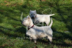 Terrier - West Highland White