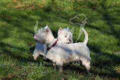 Terrier - West Highland White