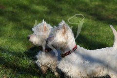 Terrier - West Highland White