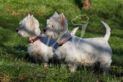 Terrier - West Highland White
