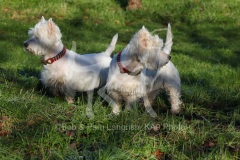 Terrier - West Highland White