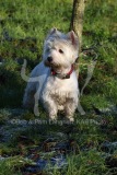 Terrier - West Highland White