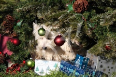 Terrier - West Highland White
