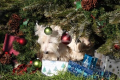 Terrier - West Highland White