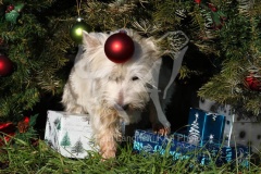 Terrier - West Highland White
