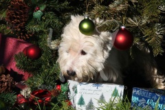 Terrier - West Highland White