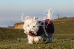 Terrier - West Highland White
