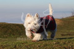 Terrier - West Highland White
