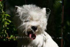 Terrier - West Highland White