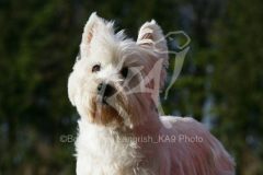 Terrier - West Highland White