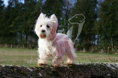 Terrier - West Highland White