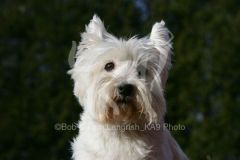 Terrier - West Highland White