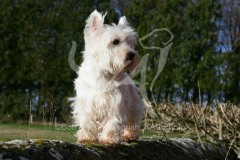 Terrier - West Highland White