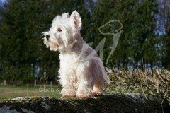 Terrier - West Highland White